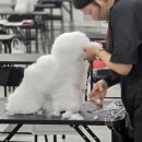 유지네 애견미용샵 이미지