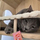 운정고양이호텔 이미지