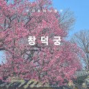 법전1리 법전역사 밖 | 서울 야외 데이트 장소! 아름다운 홍매화 가득한 인생 사진 명소