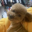 커들리 독 이미지