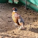 대장군농장 이미지