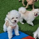 사랑한다, 멍 이미지