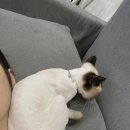 발라당냥 이미지