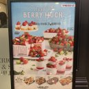 수윤농장 | [안산 고잔nc백화점 애슐리 딸기축제!🍓 지금 애슐리는 딸기딸기해🍓]
