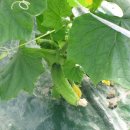 할렐루야농장 이미지