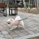 샤방하개 이미지