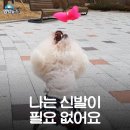 안녕댕댕쓰 이미지