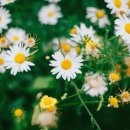 하얀민들레 이미지