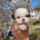 시츄언니 이미지