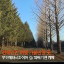 부귀 메타세쿼이아길 | 전북 진안 여행 가볼만한 곳 부귀 메타세콰이어 길, 꽈배기진 카페