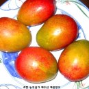 애플망고 이미지
