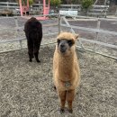 우정목장 이미지