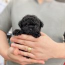 도그메리트 강아지 이미지