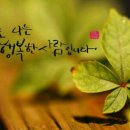 금채분식