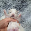 럭키켄넬 이미지