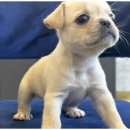 도그마루 강아지고양이 무료분양 이미지