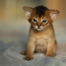 스마트캣 이미지