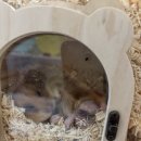 햄스터 분양 로던트 클럽 충남점 | 충남 당진 햄스터 분양 소동물 분양 햄스터 아크릴 케이지 국내 초최저가 &#39;햄스터월드&amp;로던트클럽&#39;