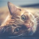 모리동물병원 이미지