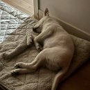 주술육회연어 | 하늘의 불꽃보다 더 빛나던 모습으로 우리를 기억하기를