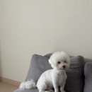 강아지 미용 | 세종 연서면 강아지 미용 후기, 산책하는강아지 추천