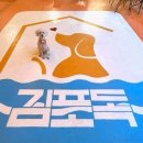 중대형견 모여라! 김포 DOG 힐링파크 방문 후기(서울 근교 강아지 수영장/천연잔디 운동장/포토존까지)