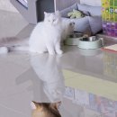 반하나캣