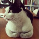 고돌이네 이미지