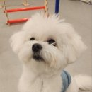 광교 애견유치원 애견호텔 바우스쿨 이미지