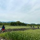 와흘메밀마을 | 제주 와흘메밀마을 축제 후기 및 6월 메밀꽃 구경