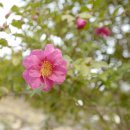 동백농원 이미지