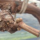 홍이농장 이미지