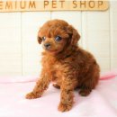 베이비몽 이미지