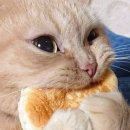 빵빵한 하루 이미지