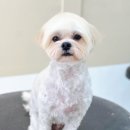 Grooming574 이미지