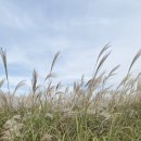 매립장 선별체험시설 | 가을축제 가볼만한 [제24회 서울억새축제] 반려견과 다녀온 애견동반 후기