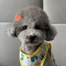러브썸그루밍샵 | [러브썸그루밍] 인천 십정동 반려견미용실