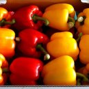 정봉아농장 이미지