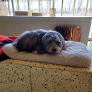 안녕, 강아지 이미지