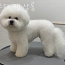 아스타펫살롱 이미지