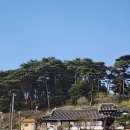 (주)여행이필요해 | 서산 여행 유기방가옥에서 만개한 수선화 축제 즐기고 왔어요. feat.등산