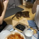 견생일기 이미지