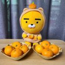 딜리버리 제주 이미지