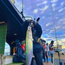 게임클럽 | 완도 대방어·대삼치 터진 날!🔥 빅게임 클럽씨피싱 씨헌터호 출조 후기 &amp; 선상낚시 정보 총정리