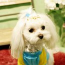 프란다스의 개 이미지