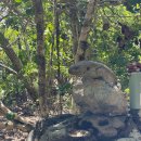 비둘기호텔 | 해외 이색 여행지 모리셔스 에그렛섬 | 멸종위기 희귀종 핑크피죤 분홍비둘기