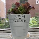 용남시장 상추키우기 &#34;츄진이&#34;