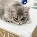 캣플헤븐 이미지