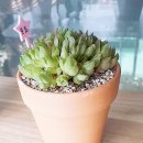 중앙꽃다육 이미지