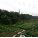 최가네 월성불고기 이미지